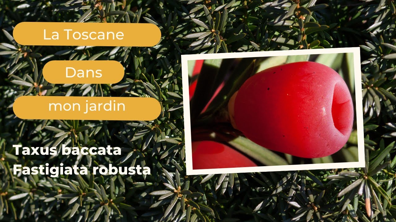 Taxus, If fastigié, Taxus baccata Fastigiata robusta