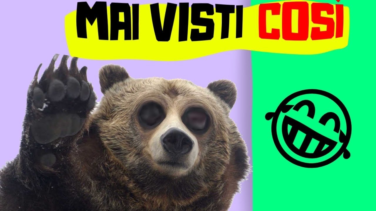 ORSI DIVERTENTI | ORSI SIMPATICI COMPILATION 🐻