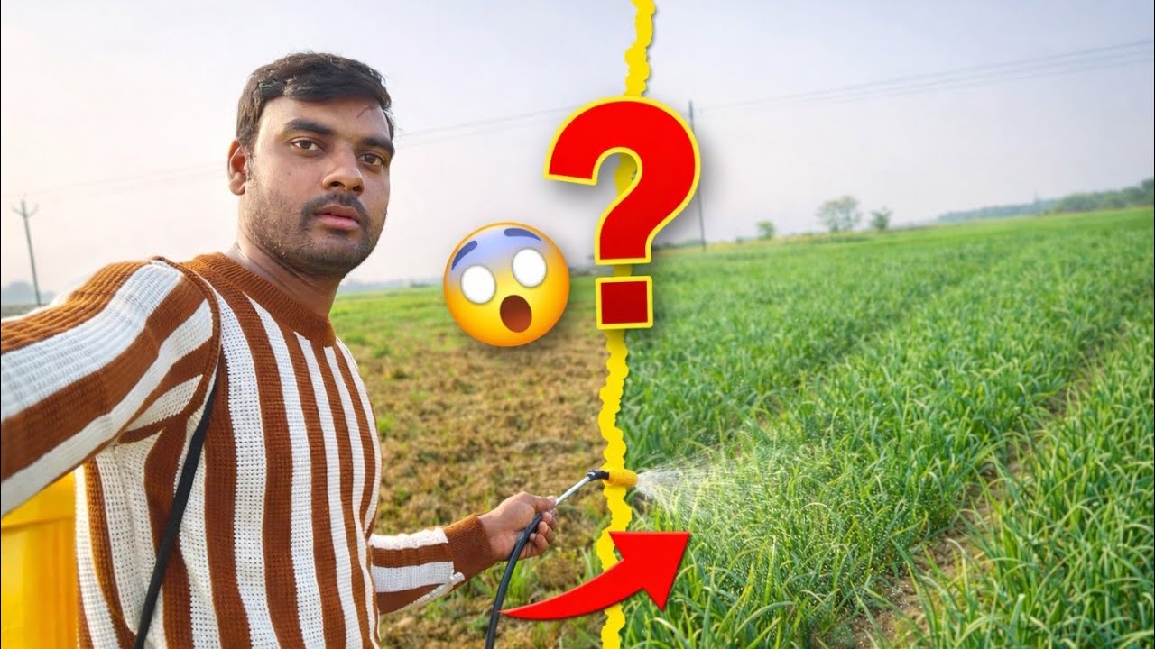 Aaj Phir Pyaj Ki Nursery Me Dabai Dali 😍 | Healthy Onion Plants