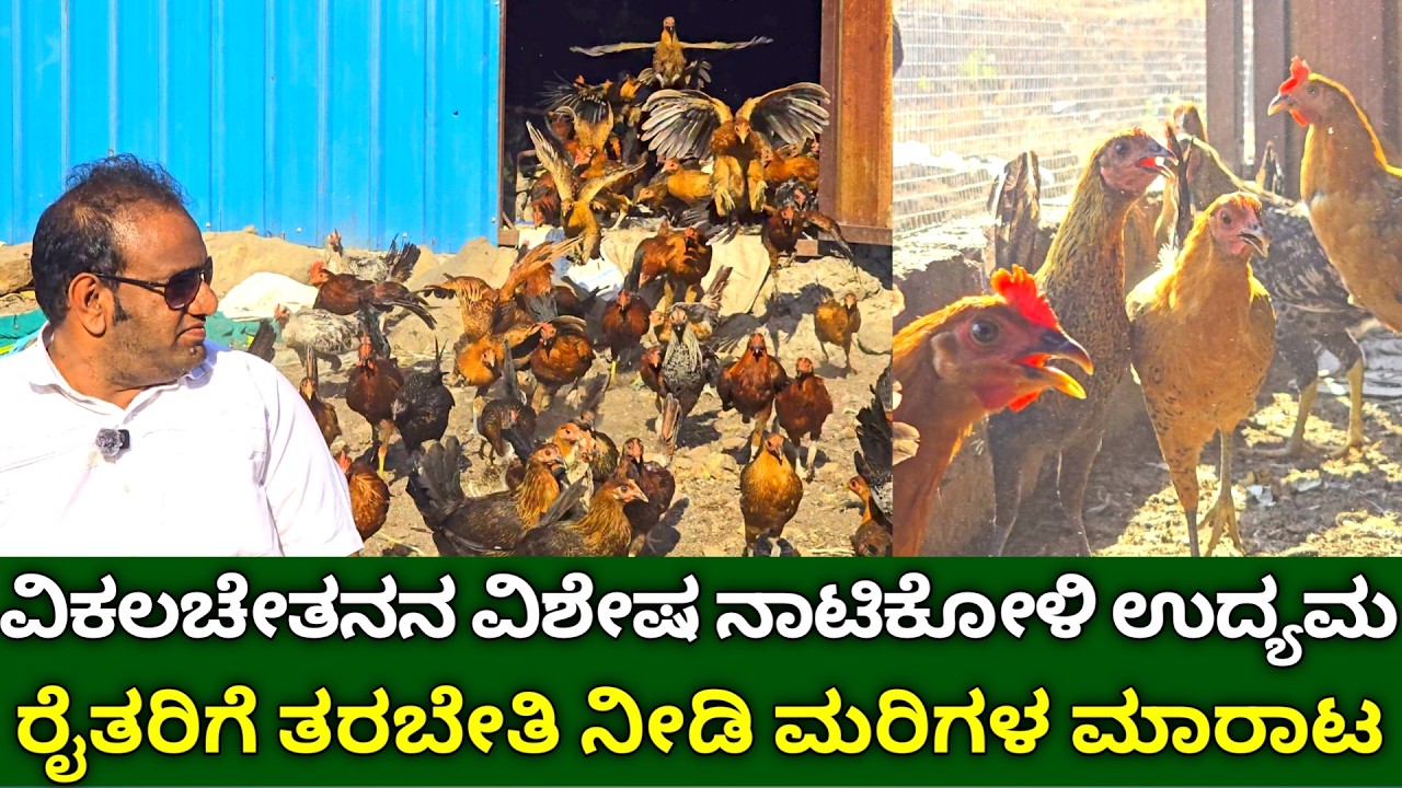 ವಿಕಲಚೇತನನ ವಿಶೇಷ ನಾಟಿಕೋಳಿ ಉದ್ಯಮ | Nati koli farming karnataka | sonali poultry farm | chicken farming