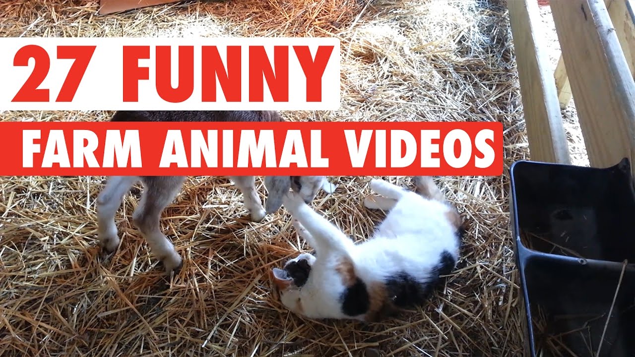 27 Funny Farm Animal Videos Compilation 2016