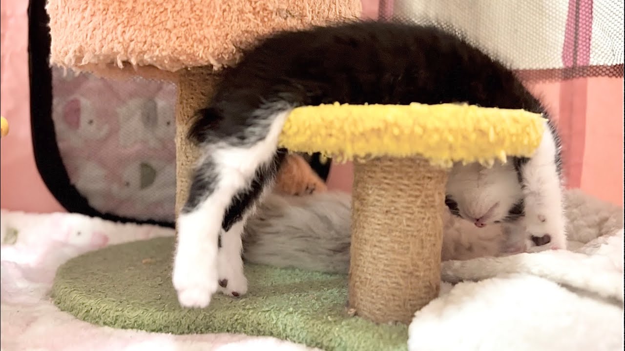 保護６日目 遊び疲れてすごい格好で寝ちゃった子猫【お祭り兄弟日記#5】Kitten sleeping in an amazing position.