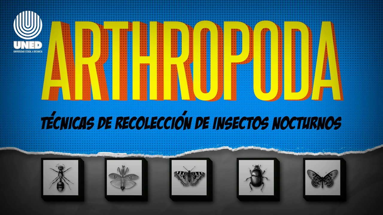 Arthropoda Capítulo 4, Técnicas de recolección de insectos nocturnos