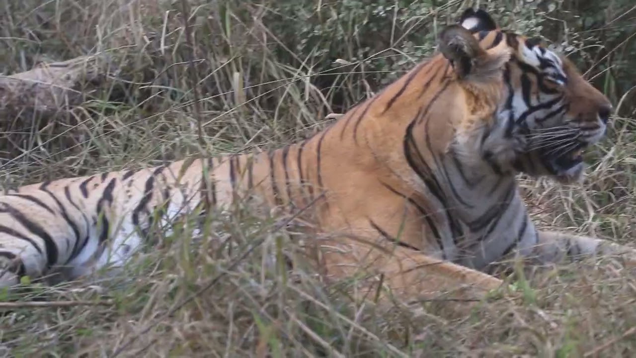 St 25 tiger sighting in sariska tiger reserve rajsthan #sariska #animals #sariskanationalpark 