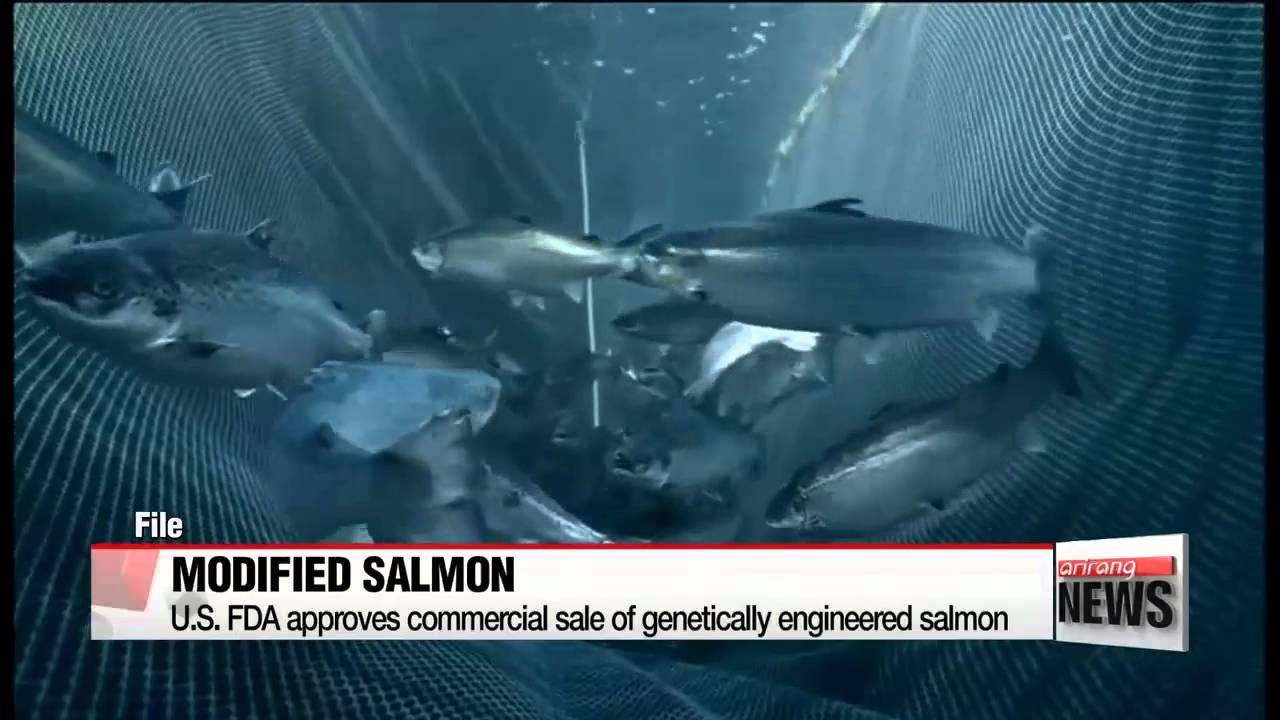U.S. FDA approves genetically modified salmon for human consumption   미 FDA， 유전자