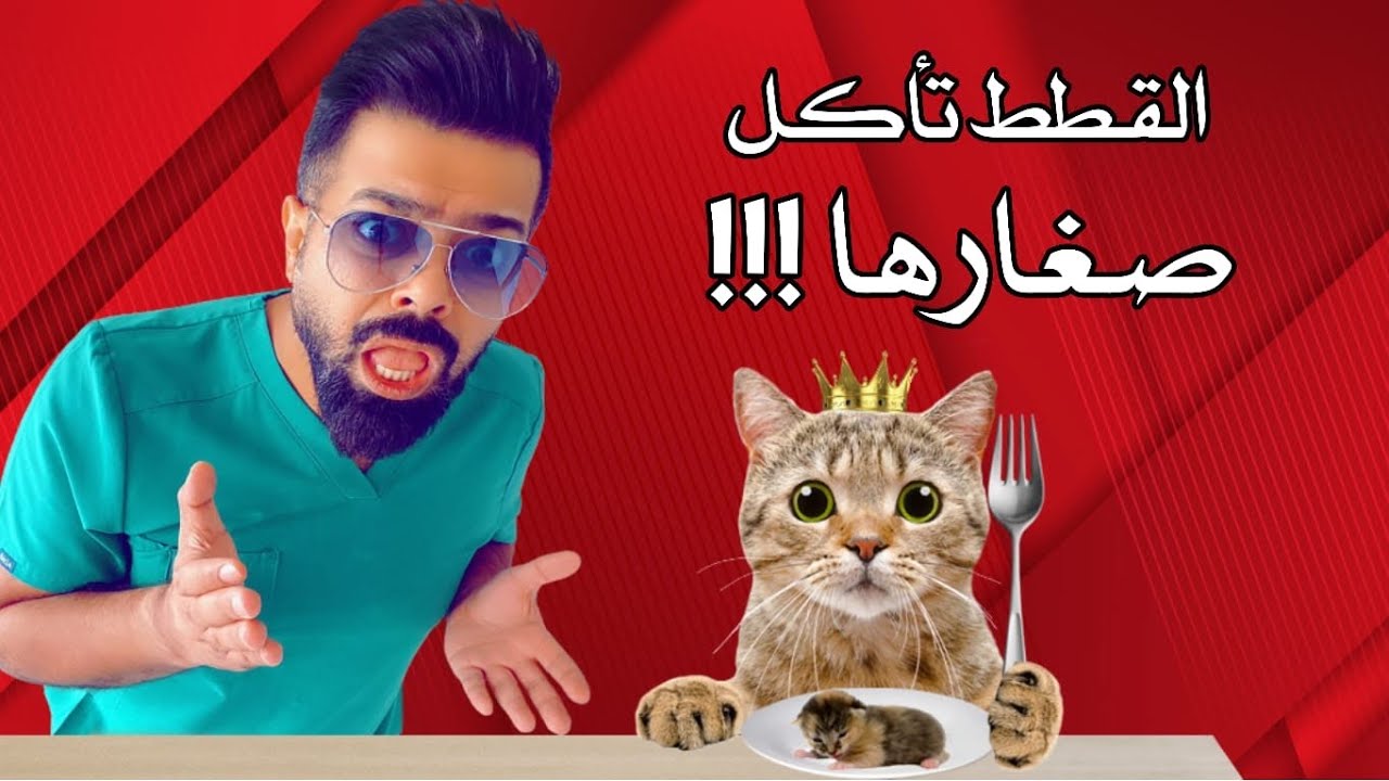 أسباب القطط تأكل صغارها مع الدكتور هاشم طبيب بيطري