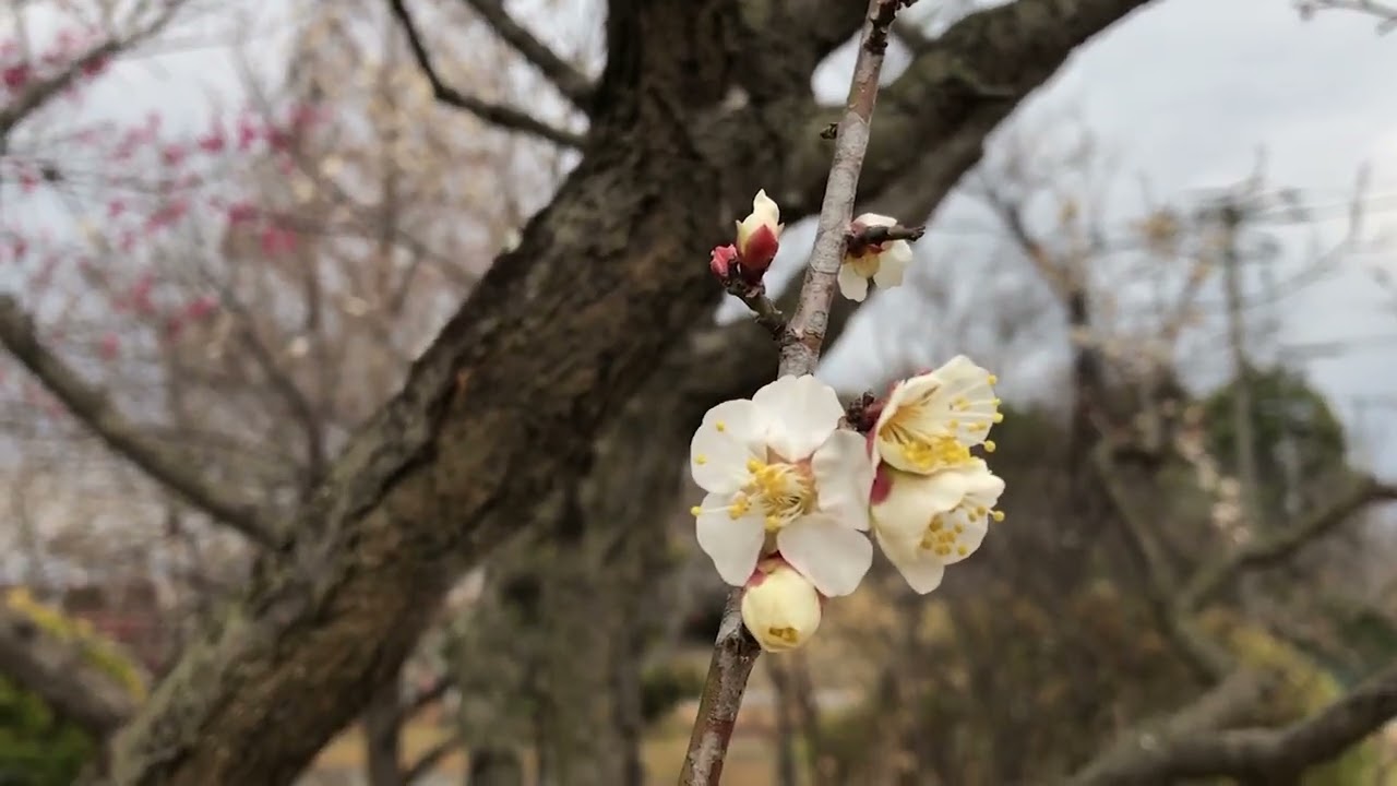 ワイエムエス　フレンドリー　福岡県緑化センターの梅開花模様（久留米市田主丸町）　2026/02/07
