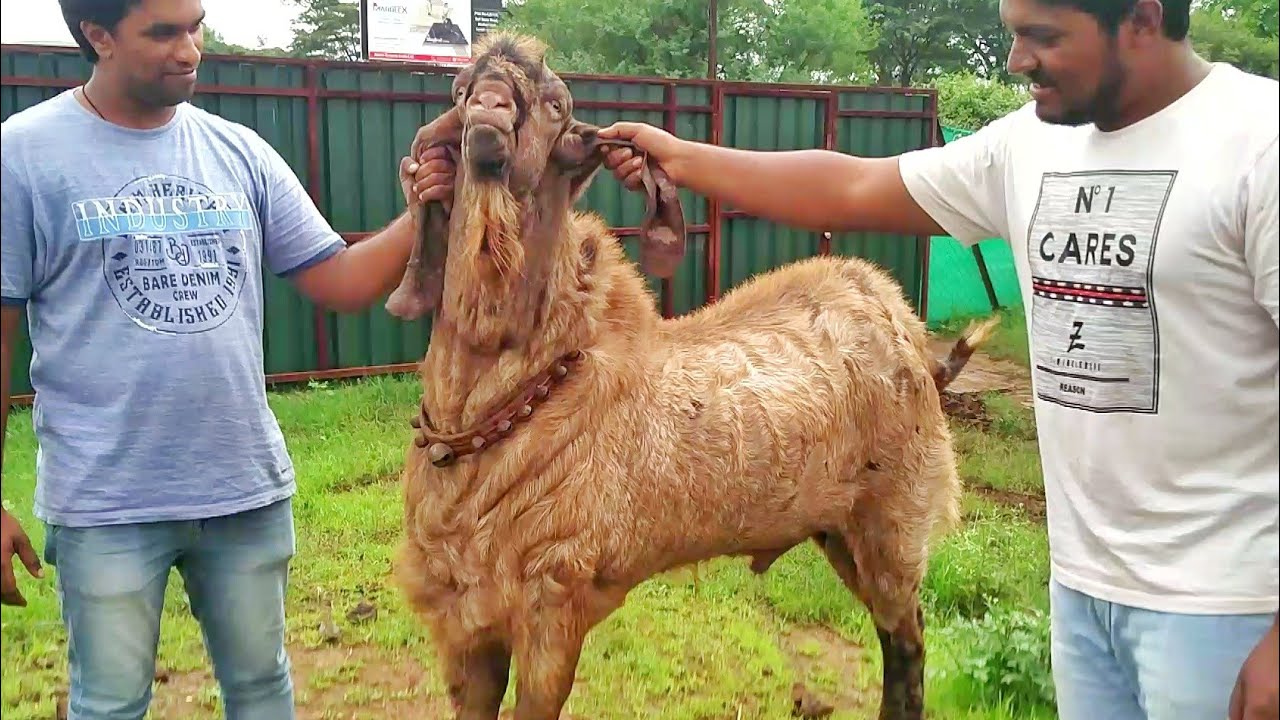 Shera Punjabi of Extreme Goat Farm by Mr. Ashraf Ali