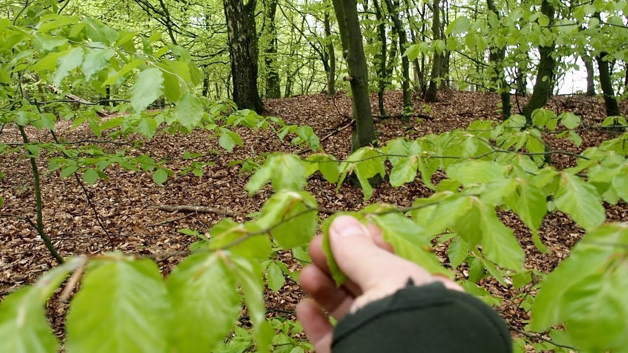 Bøgeblade snaps 2019 