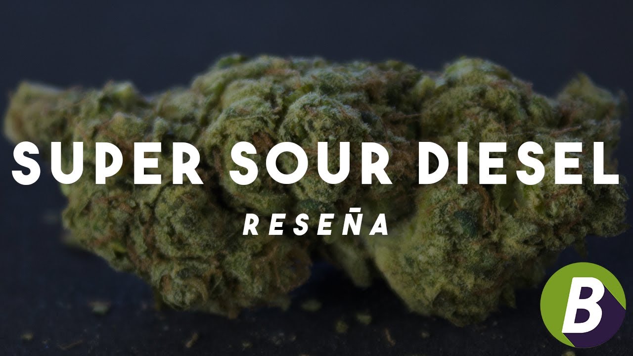 SUPER SOUR DIESEL - Rese&ntilde;a de Variedad de Cannabis