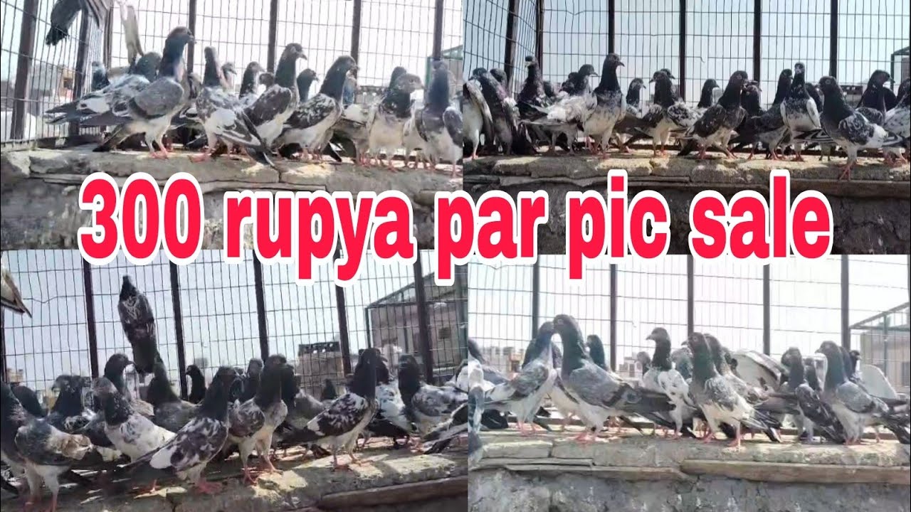 300 rupya par pic sale Pyor pattha for sale all India delivery 🚛❣️🕊️