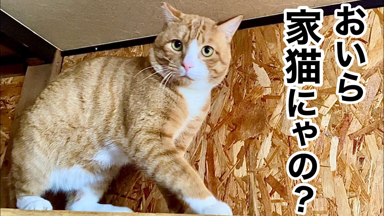 知らない間に しれっとウチの子になった元野良猫