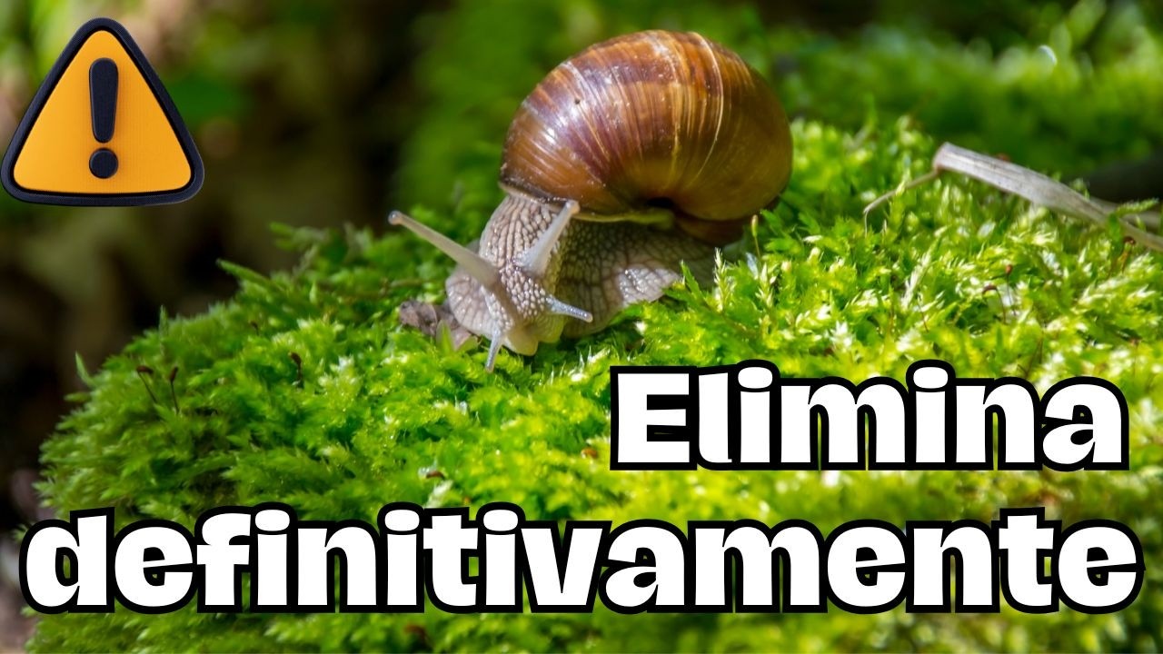 Como Eliminar Plaga de  Babosas y Caracoles en el  Jardín || Método Comprobado