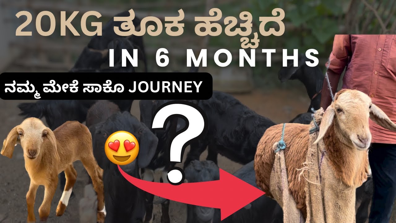 Bengaluru farmer Goat raising journey| ಮೇಕೆ ಸಾಕಾಣಿಕೆ  in Bangalore | 🐐😍WEIGHT GAIN IN 6 months 