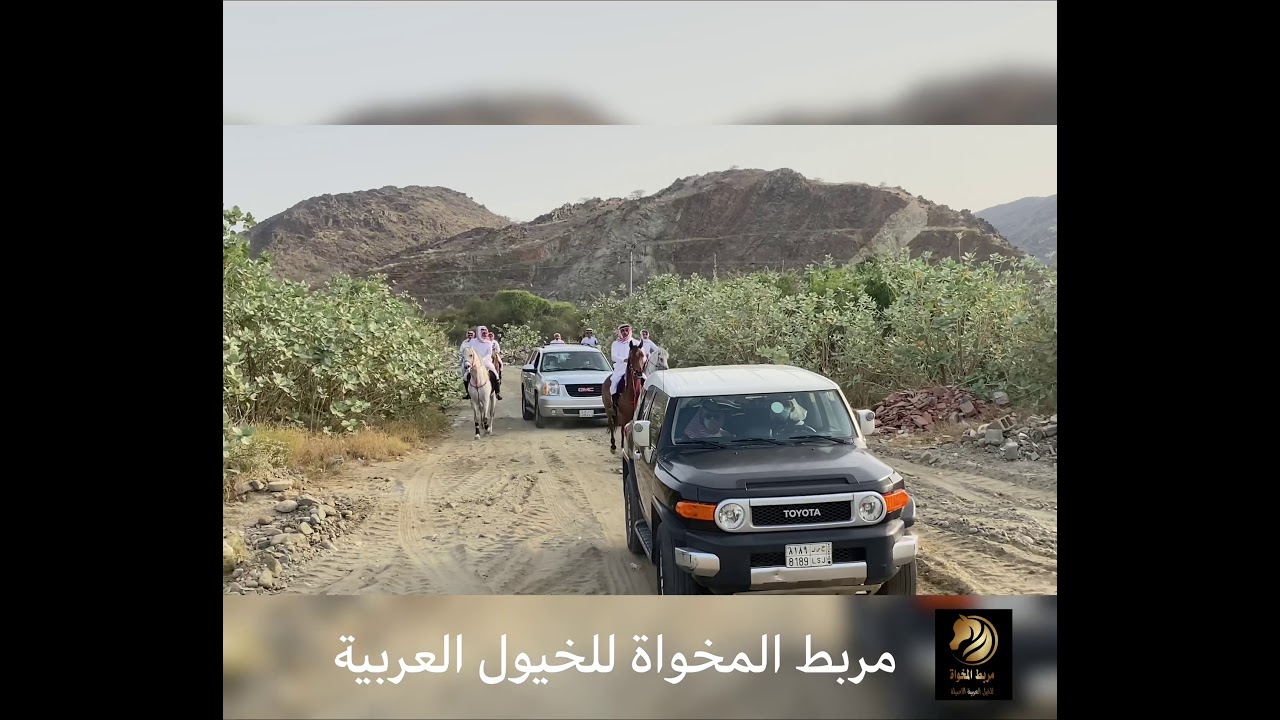 زيارة محافظ محافظة المخواة لمربط المخواة للخيول العربية