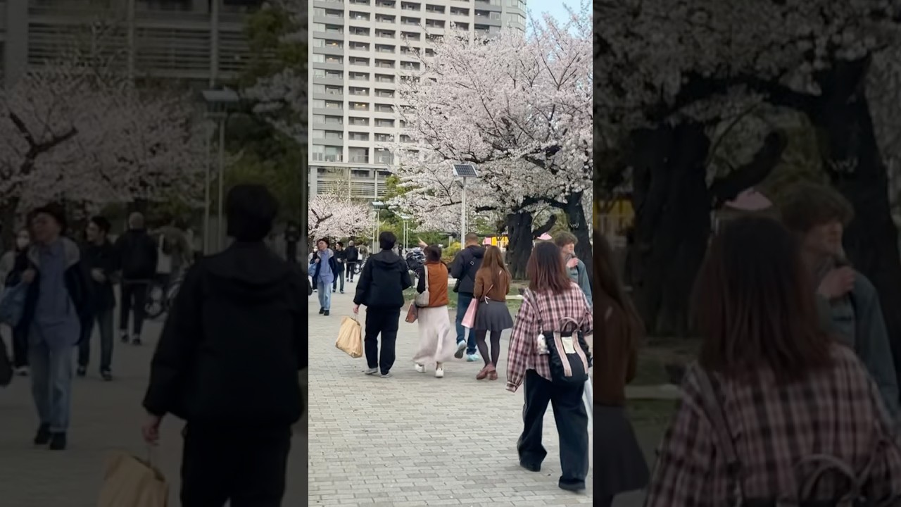 Kinshi Park #japan #tokyo #park #walking #nature #badminton #cute #dayview #blossom #spring #trees