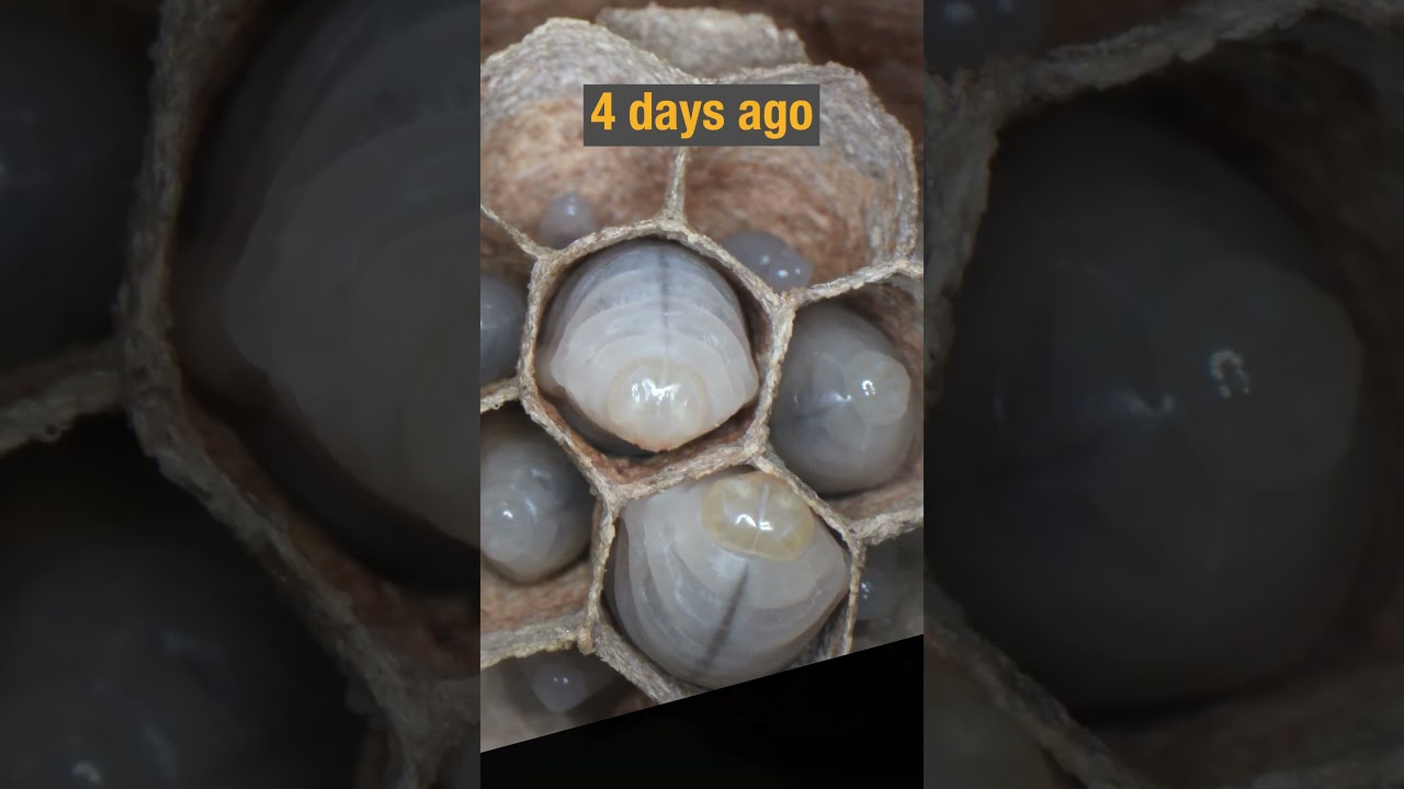 Observing the Development of a Yellow Hornet Nest: Larvae to Pupae