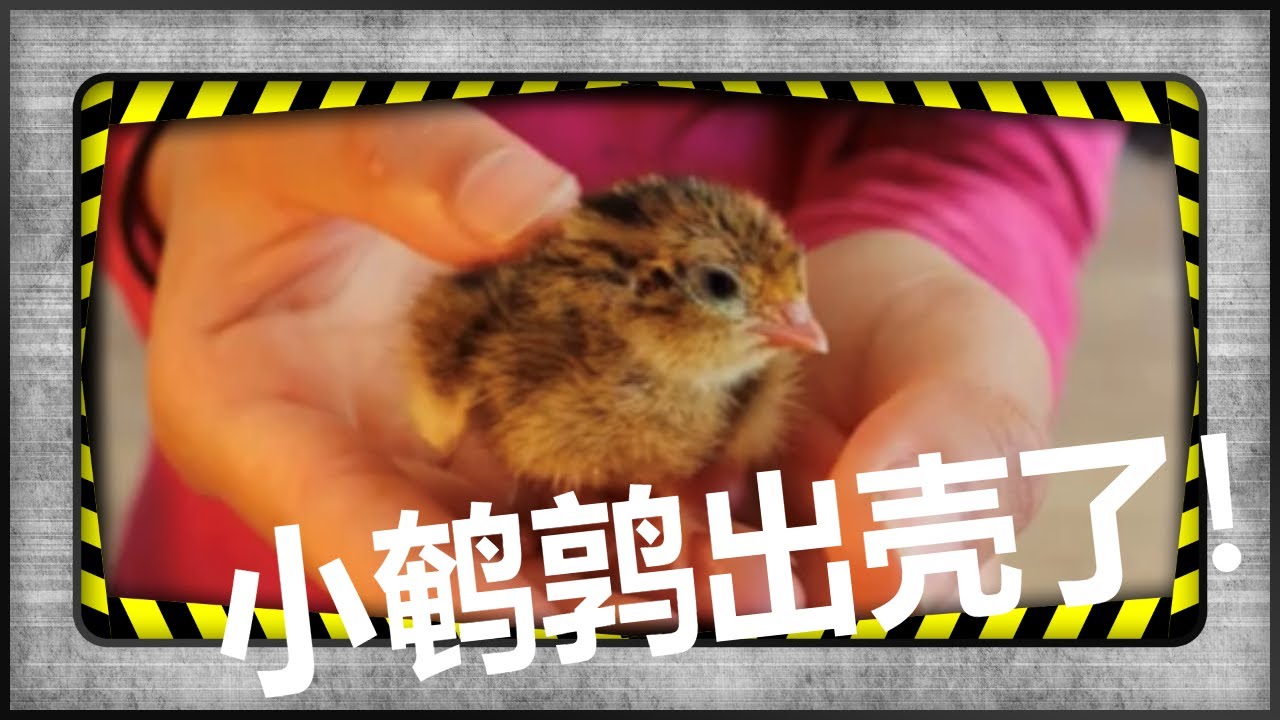 孵鹌鹑过程，孵蛋器同孵鹌鹑和鸡，小鹌鹑出壳啦/how to use incubator to incubate chicken and quails together--hatching day!