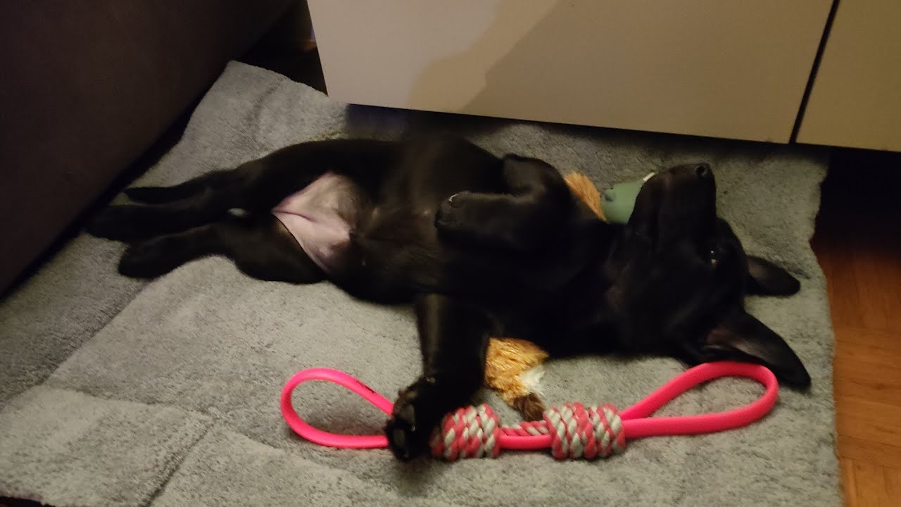Labrador Welpe 