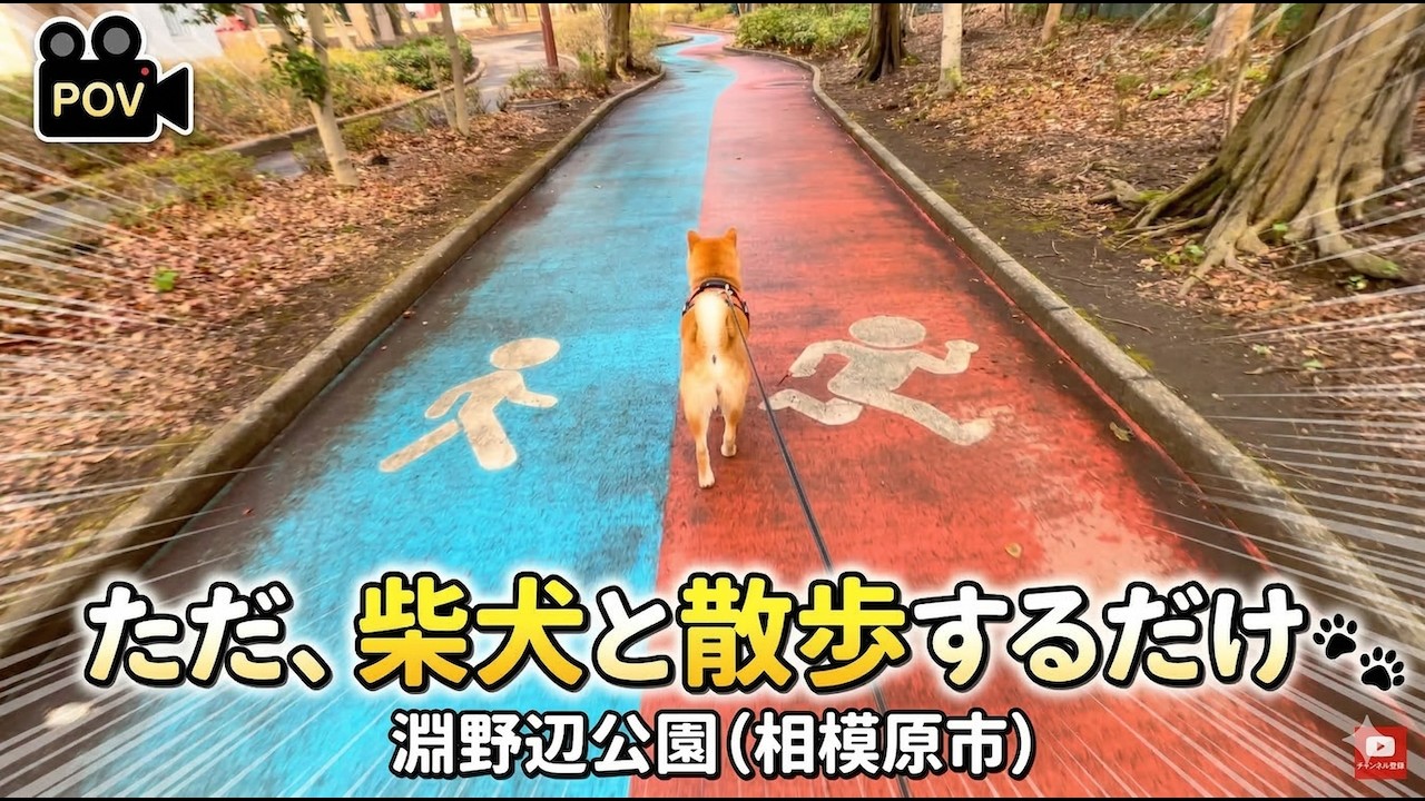 柴犬もみじと淵野辺公園をのんびり散歩｜POV散歩【相模原】