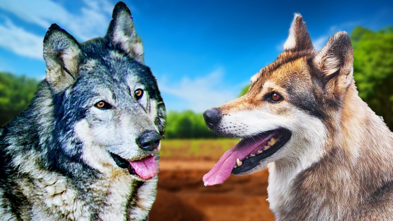 Awa and Akela are finally together!