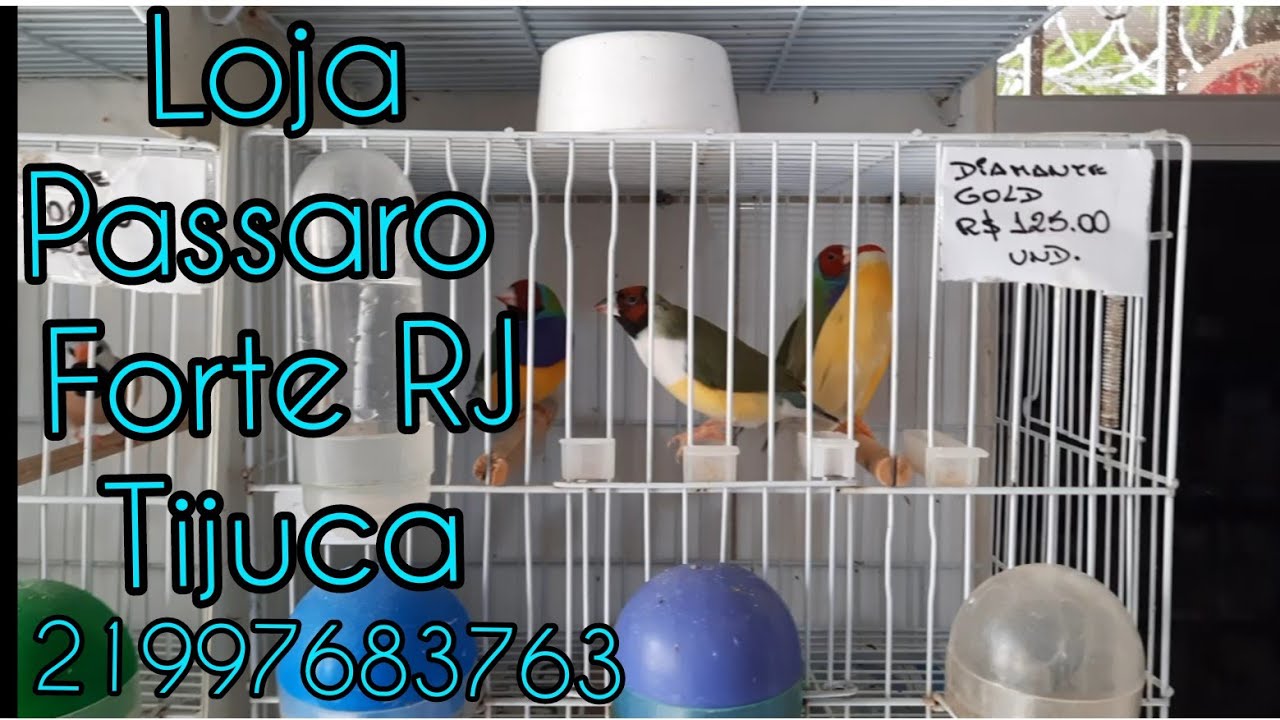 LOJA PASSARO FORTE RJ TIJUCA  PARTE 1!!!