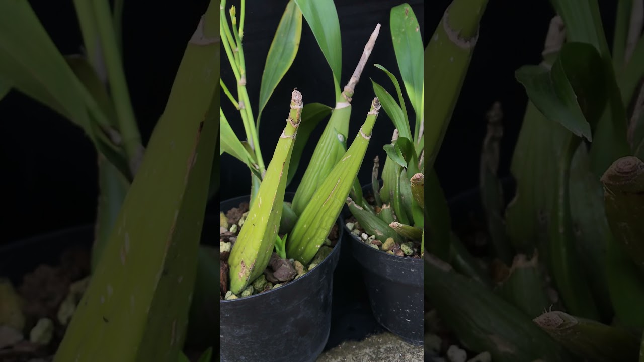 Descripción de Orquídea Prostechea cochleata