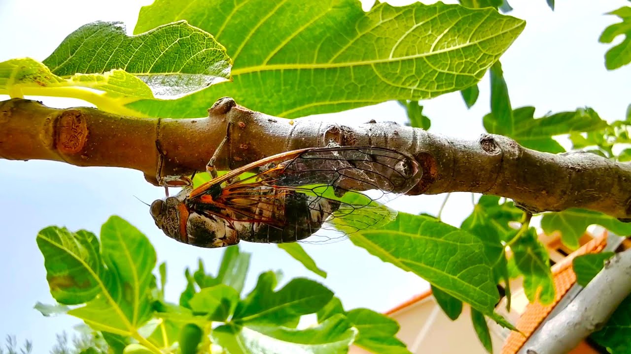 Zikaden Geräusche 🦗 Kroatische Zikade extrem laut