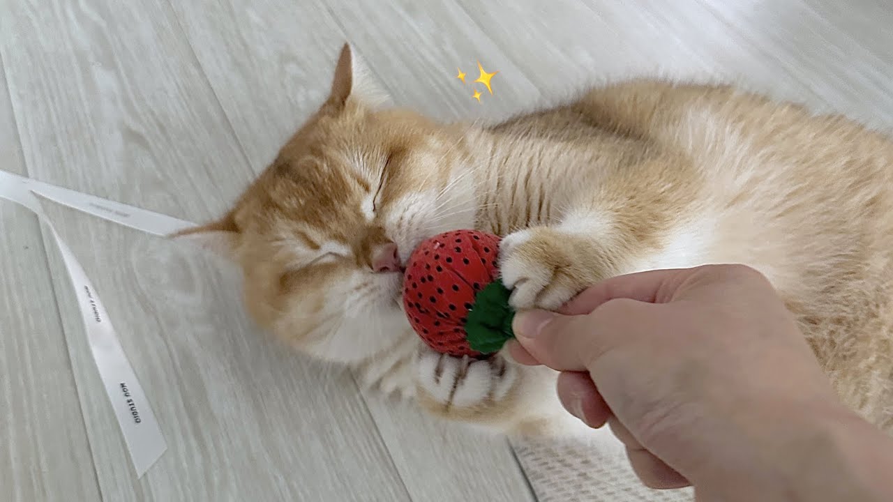 24시간 배고픈🥣 동글한 먹보 고양이의 일상 |  고양이 브이로그