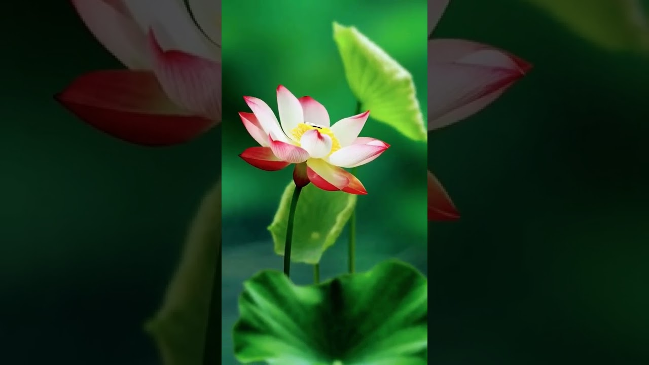 beautiful lotus and butterflies 