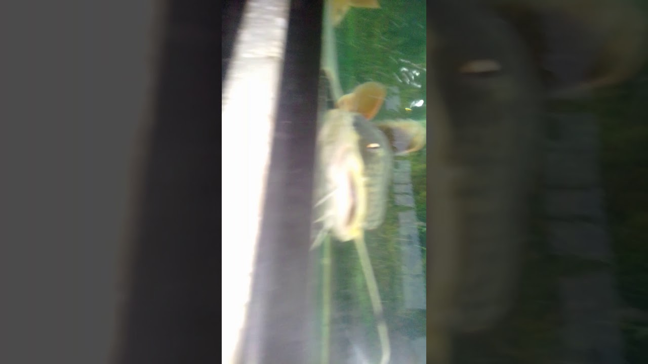 Lele amazon