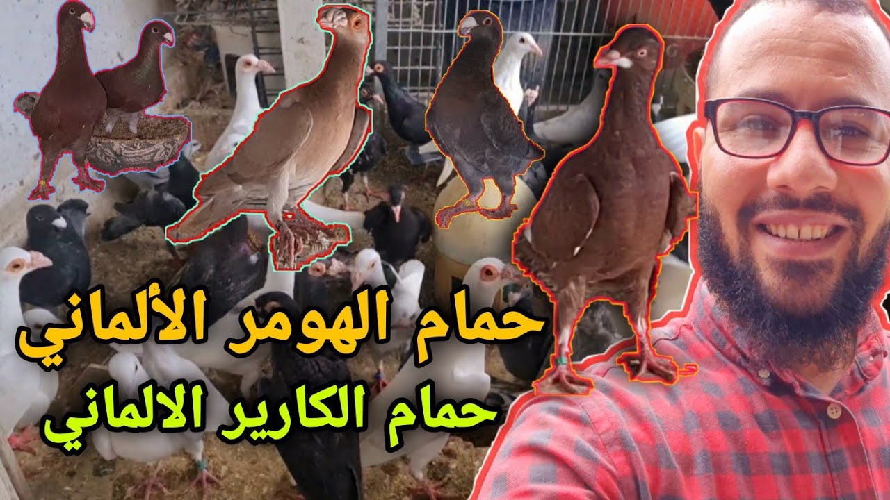 حمام الهومر الألماني Schautauben Carrier tauben