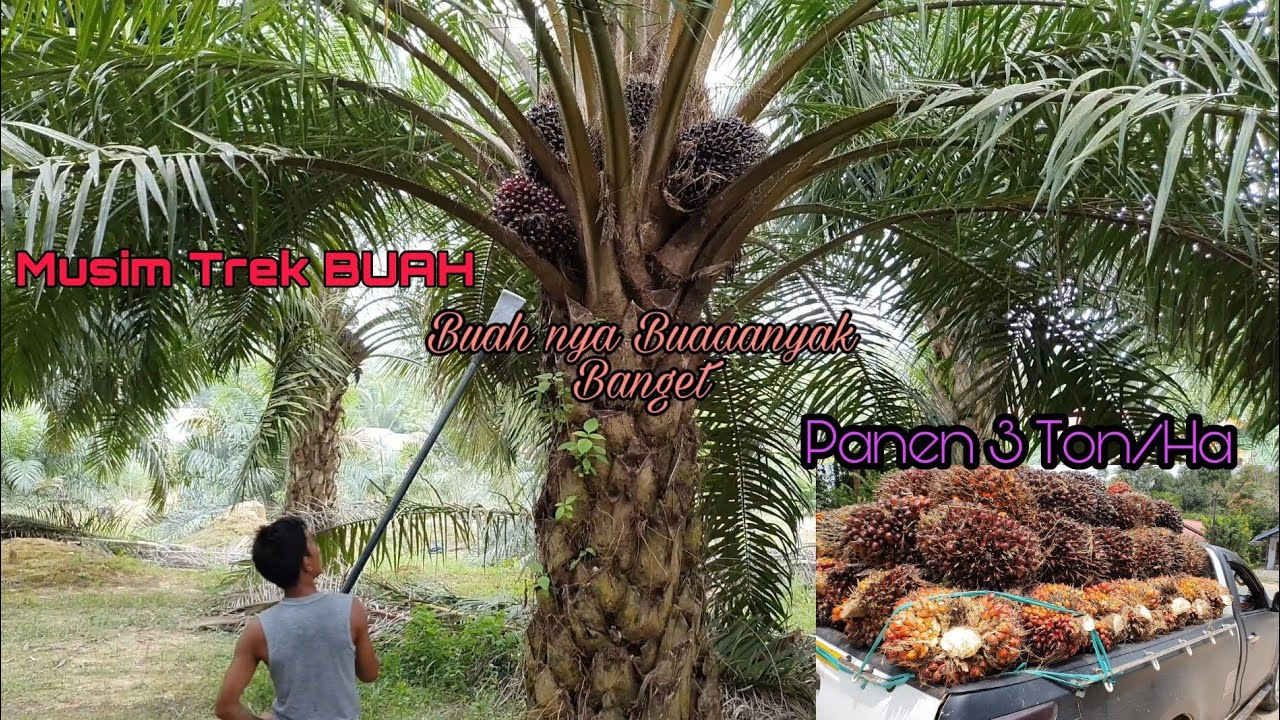Panen Kelapa sawit 3 ton dalam  1Ha.   Jenis DUMPY kata yang punya bibit.