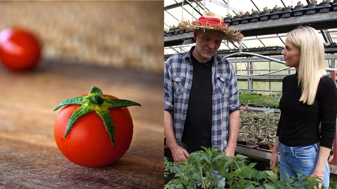 Geduldiges Gemüse: Stress schadet Tomaten