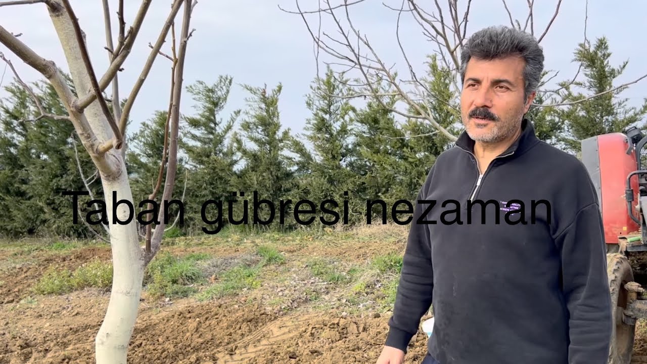 CEVİZ DE İLK HANGİ GÜBRE İLE BAŞLIYORUZ