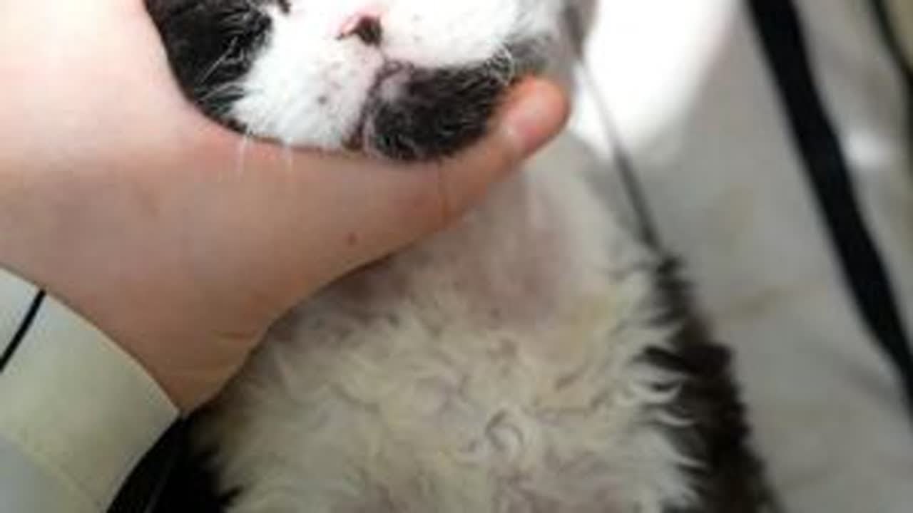 Xxin德文猫舍|和我的小猫在一起的每一天 真好呀又是和小猫在一起的一天大家好我是你的德文饲养员小鑫呀~#萌宠出道计划 #我镜头下的小猫 #德文卷毛猫 #德文猫舍 #德文卷毛猫繁育人