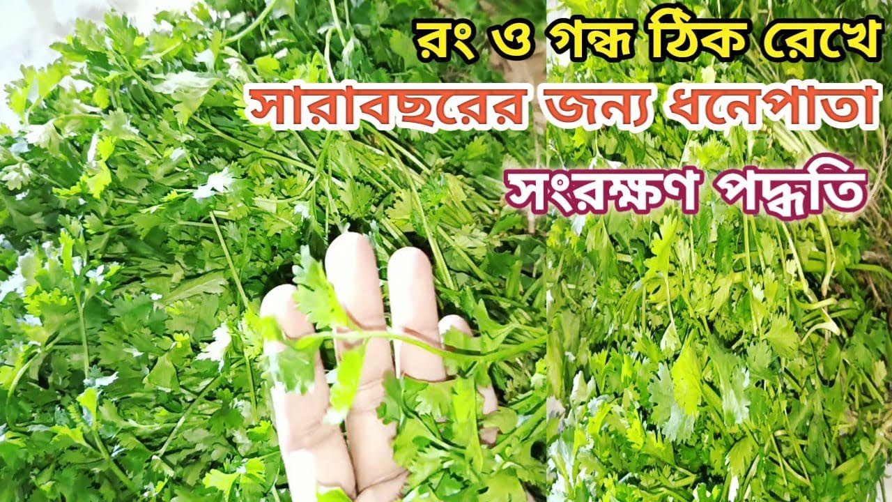 রং ও গন্ধ ঠিক রেখে সারাবছরের জন্য ধনেপাতা সংরক্ষণ পদ্ধতি !! ধনেপাতা সংরক্ষণ | Store Coriander Leaves