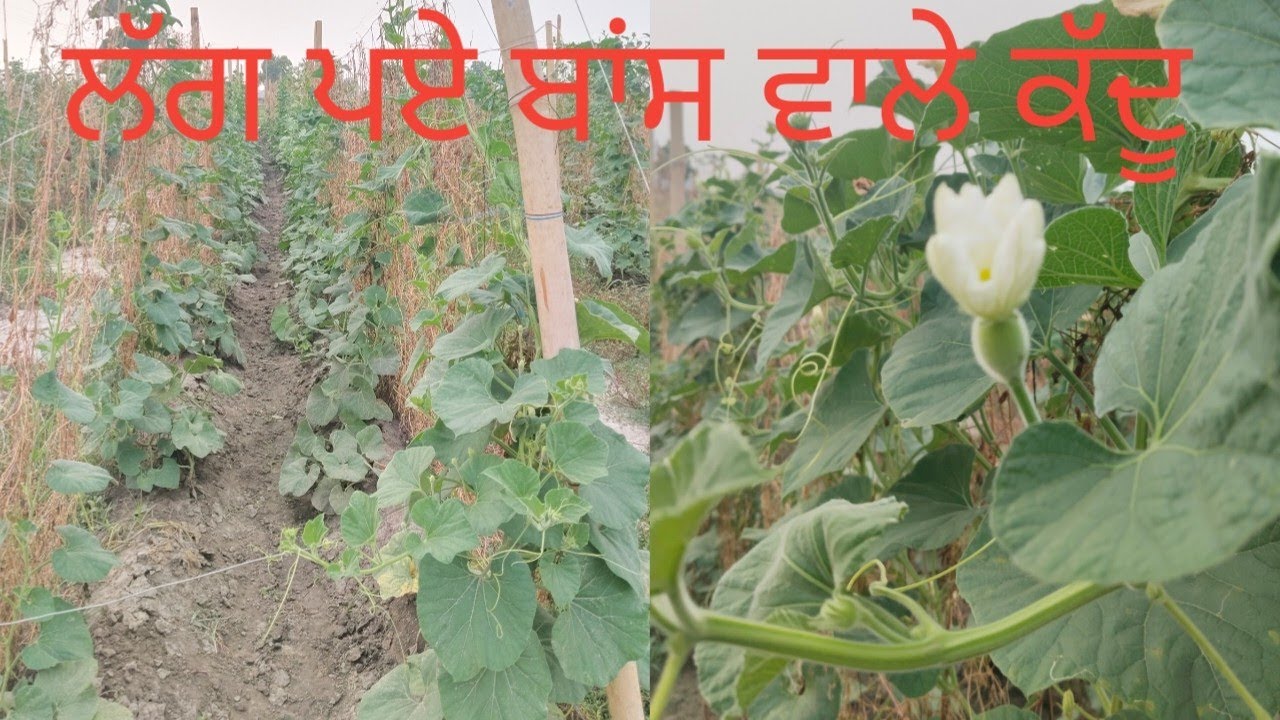 ਲੱਗ ਪਏ ਬਾਂਸ ਵਾਲੇ ਕੱਦੂ 🍐
