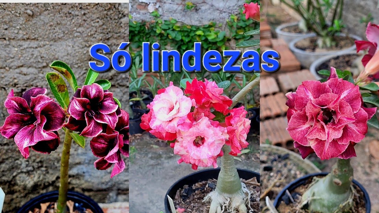 Açucena,  Labaredas,  Condessa,  tulipa,  e outras novidades. 