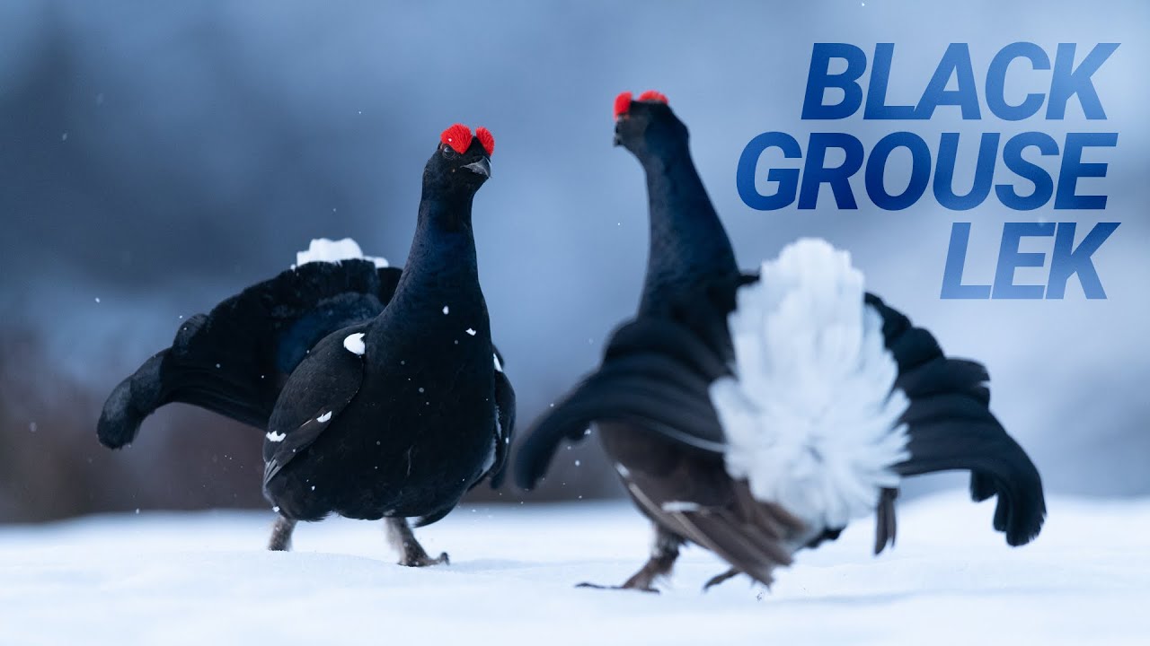 Wildlife photography: Black Grouse lek in the mountains / Orreleik i fjellet