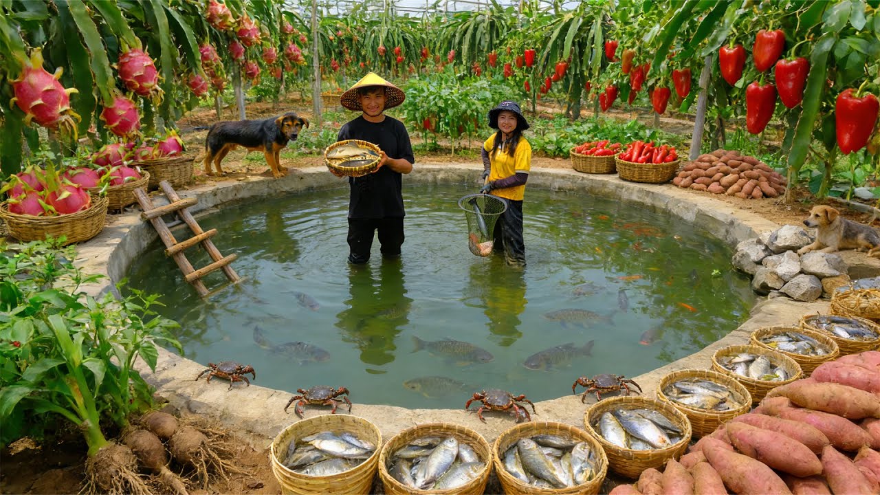 Relax With Harvesting: Dragon Fruit, Catch Fish, Bell Pepper, Sweet Potato, Banana Dessert, Avocado