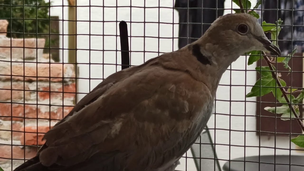Türkentaube Lilly hat sich erholt und darf endlich raus in die Freiheit - Taubenvideo 3