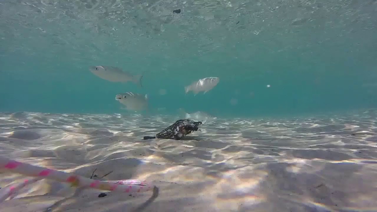 Peel Island marine species monitoring - Horseshoe Bay