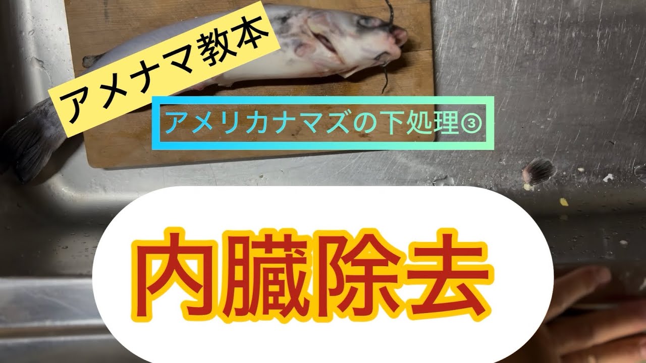 【アメナマ教本】臭みをゼロにする「内臓除去」の鉄則！苦玉を潰さずエラまで一気に取るプロの技