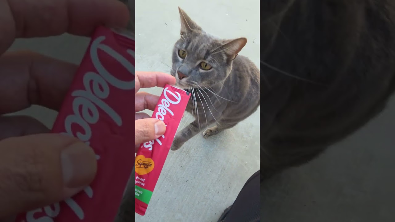 Big Smokey Brought me 2 Lizards
