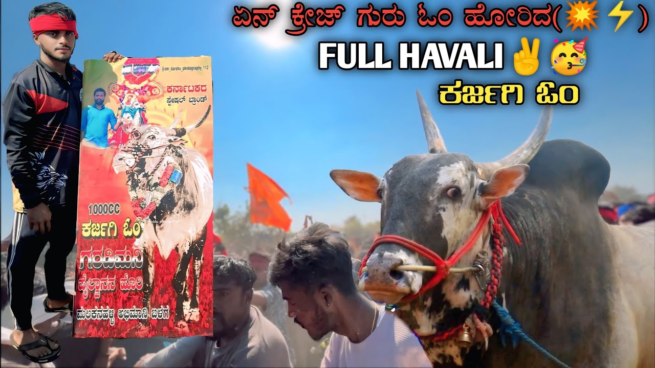 🐂👑ಶಿಕಾರಿಪುರ ಹಬ್ಬದಲ್ಲಿ ಕರ್ಜಗಿ ಓಂ ಹೊರಿದು ಏನ ಕ್ರೇಜ್ ಗುರು 🥵🥵🚩🚩