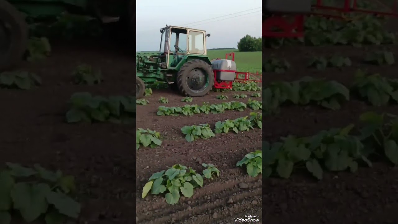 Підживлення по листу гарбуза 