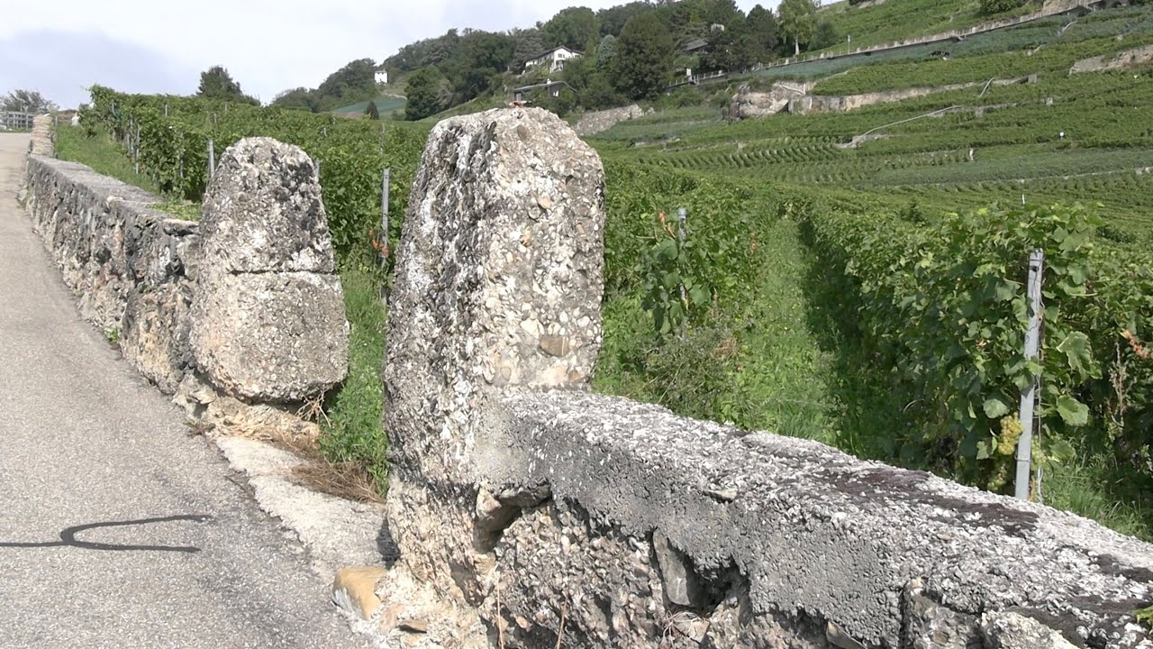 Journées européennes du patrimoine 2024 | Les réseaux de murs de vigne