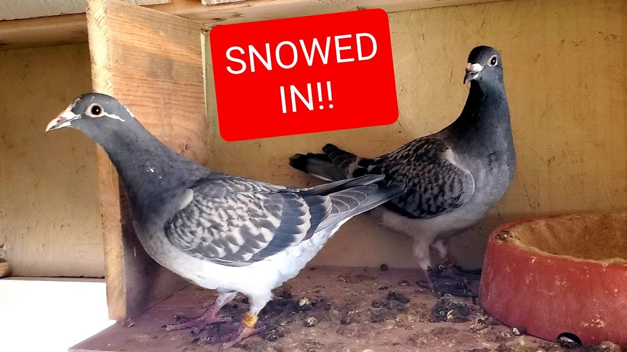 Breeding Pigeons In Deep Winter