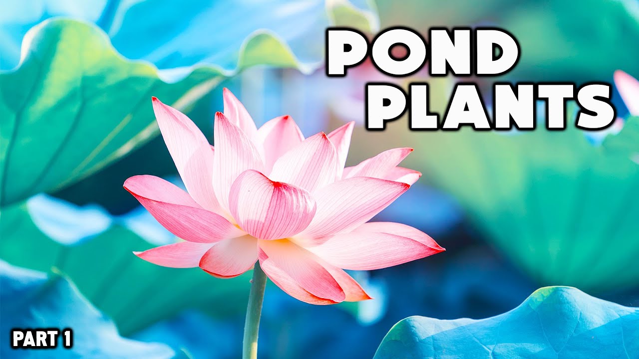 Planting POND PLANTS 101 - Part 1